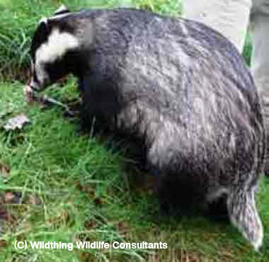 Badger