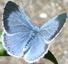 Holly Blue butterfly