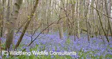 Bluebell wood