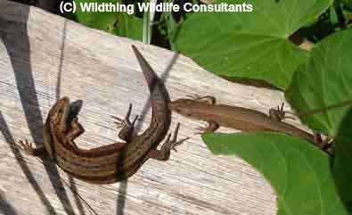 Common Lizards