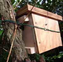 Dormouse Box