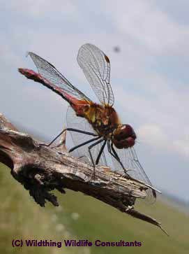 Common Darter Dragonfly