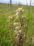 Lizard Orchid