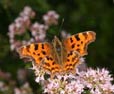 Comma Butterfly