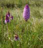 Pyramid Orchid