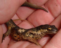 Smooth Newt on hand