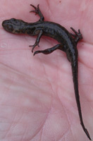 Smooth Newt