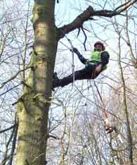 Tree Surgery 