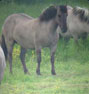 Konik pony