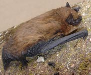 Pipistrelle Bat