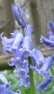 Bluebell