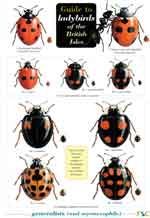 Ladybirds